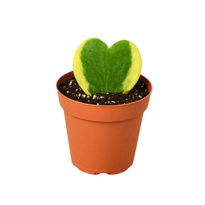 Hoya+Sweetheart+Variegated+–+